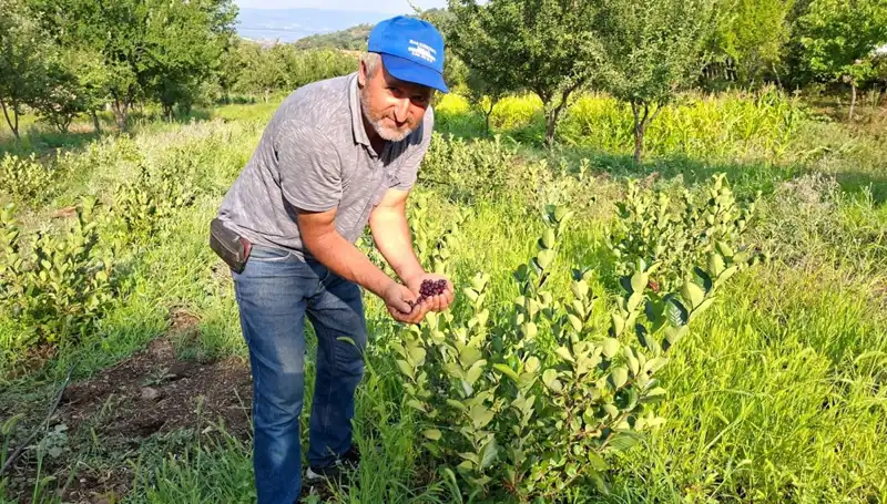 3 Yıl Önce Ekti, Şimdi Kilosu 200 Lira Olan Meyveler Yetiştirdi!