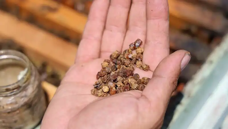 Eskiden Atılan Besin Şimdi Kilo ile Satılıyor: Protein Zengini Bir Mucize