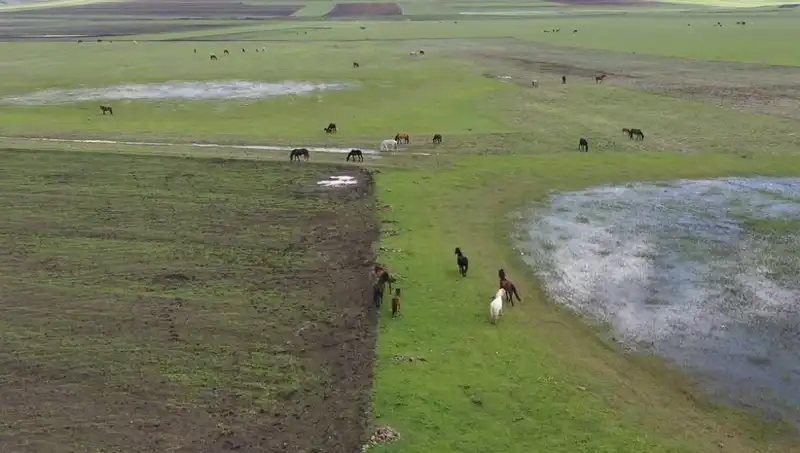 Kars'ın Yeşertilmiş Doğasında Yılkı Atlarının Büyüleyici Anları