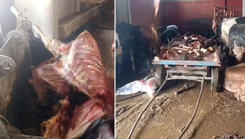 Adana’da 2,5 Ton At Eti Ele Geçirildi: 4 At Son Anda Kurtarıldı