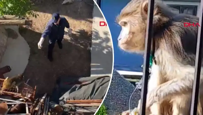 Muğla'da Eğlenceli Maymun Kovalamacası: Mahalleli Hareketli Anlar Yaşadı!