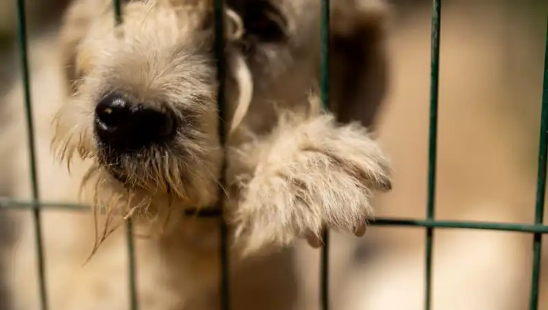 İş Stresi: İnsanlar Kadar Köpekleri de Etkiliyor mu?