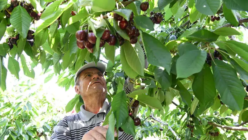 Lapseki Devi: Çay Bardağına Bile Sığmayan Eşsiz Dev Nedir?