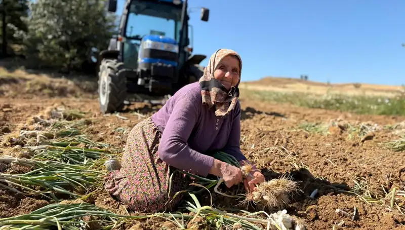 Selenyum Mucizesi: Tarladan Günlük 1200 Lira Kazanç Sağlayan Eşsiz Ürün