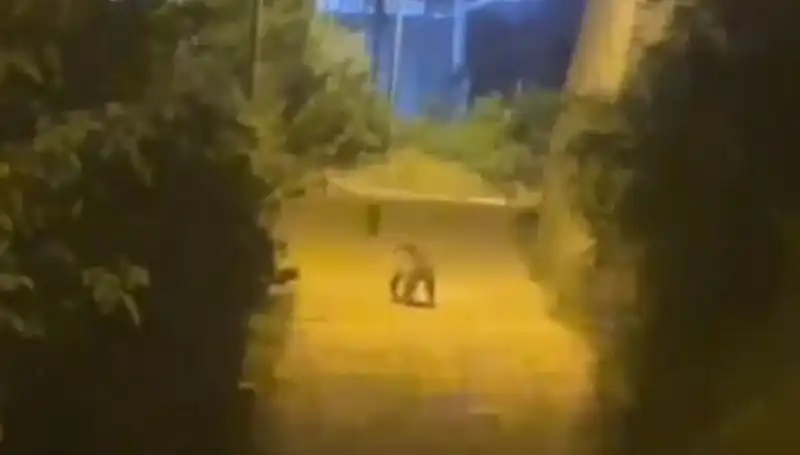 Gümüşhane Merkezinde Ayı Alarmı: Şehir Hayvanların Saldırısına Uğradı mı?
