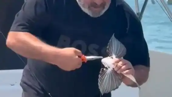 Saros Körfezi'nde Nadir Görülen Kırlangıç Balığı Oltaya Takıldı!