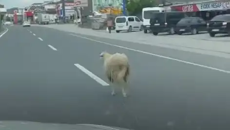 Yalova’da Kurbanlık Hayvanlar Trafiği Alt Üst Etti