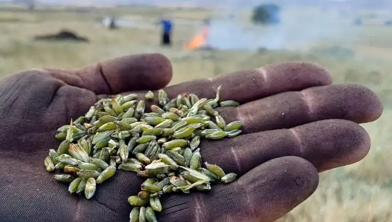 Firik Sezonu Başladı: Eşsiz Lezzetiyle Sofralarınızı Şenlendiriyor