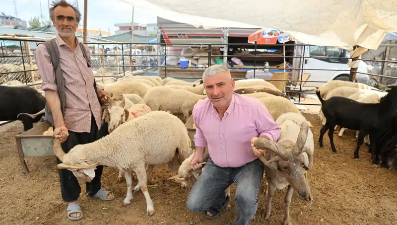 Kurban Pazarı Göz Dolduruyor: 4 Boynuzlu Koçların Yükselişi