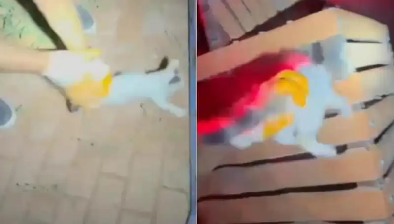 Gece Yarısı İtfaiye Ekipleri Başarılı Bir Kedi Kurtarma Operasyonu Gerçekleştirdi