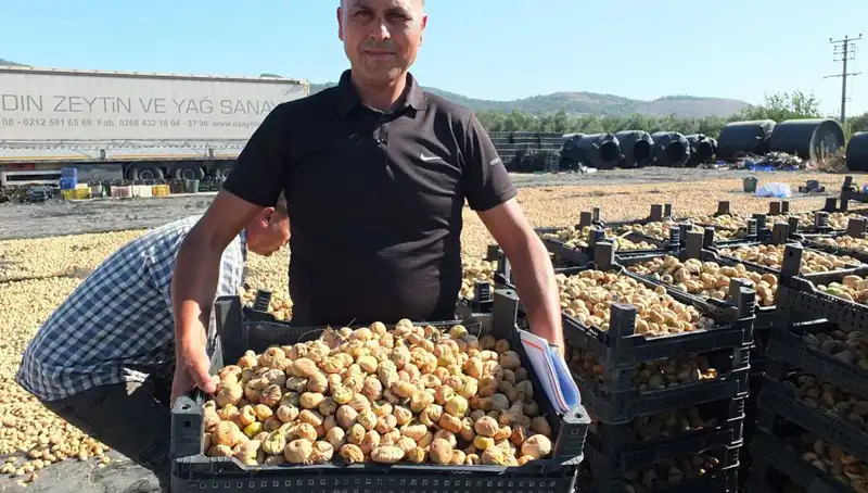 Balıkesir’de Üretici Aylardır Bekledi, Hasat Zamanı Geldi!