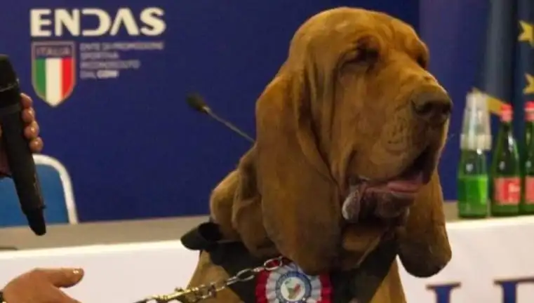 Arama Köpeğine Suikast: Çivili Sosisle Hayatına Son Verilen Kahraman