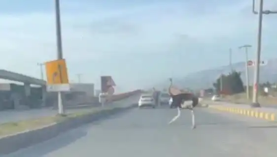 Trafikte Deve Kuşu Görülmesi: Şaşkınlığın Arttığı Anlar