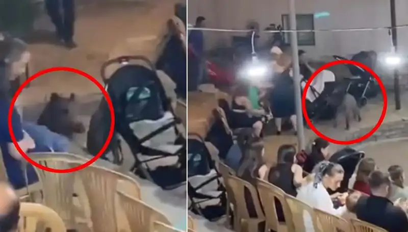 Düğün Töreninde Yaban Domuzu Paniği: Davetlilerin Tepkileri Olay Oldu