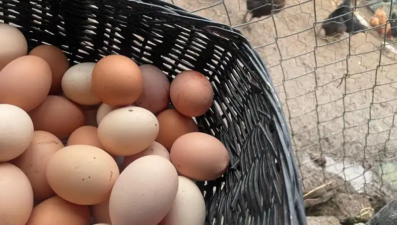 Okullar Açılıyor: Dünyanın En Ucuz Proteini ile Beslenme Dönemi
