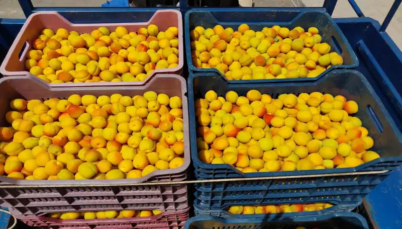 İlk Hasat Bu Yılda Gerçekleşti: 500 TL'den Alıcı Buldu!